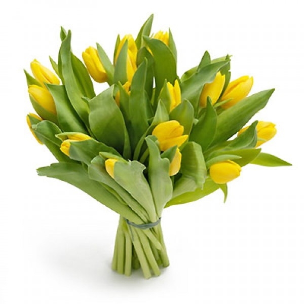 Bukiet 21 tulipanów żółtych