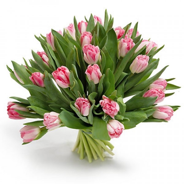 Bukiet 25 tulipanów różowych