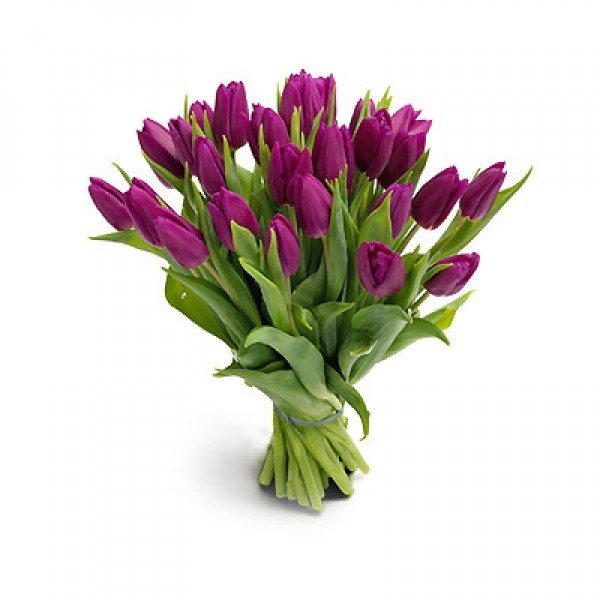 Bukiet 25 tulipanów fioletowych